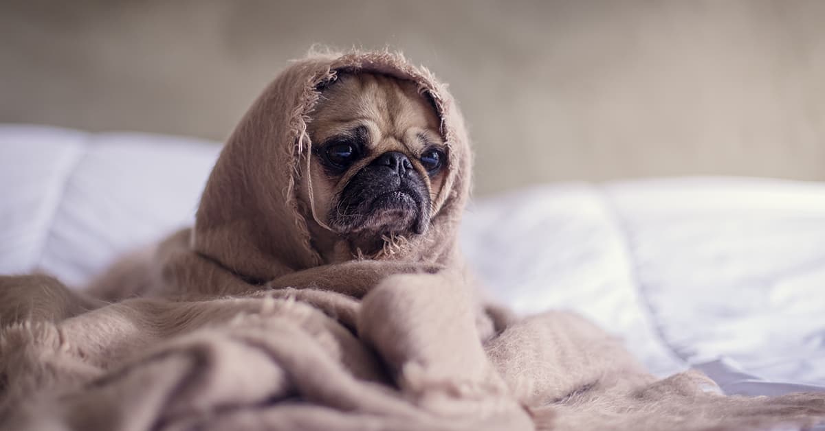 Sad looking dog wrapped in a blanket sitting on a bed